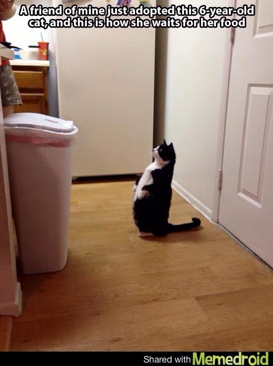 A friend of mine just adopted this 6-year-old cat, and this is how she waits for her food Shared with Memedroid
