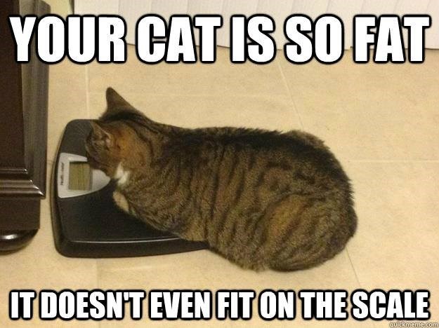 YOUR CAT IS SO FAT IT DOESN'T EVEN FIT ON THE SCALE quickmeme.com