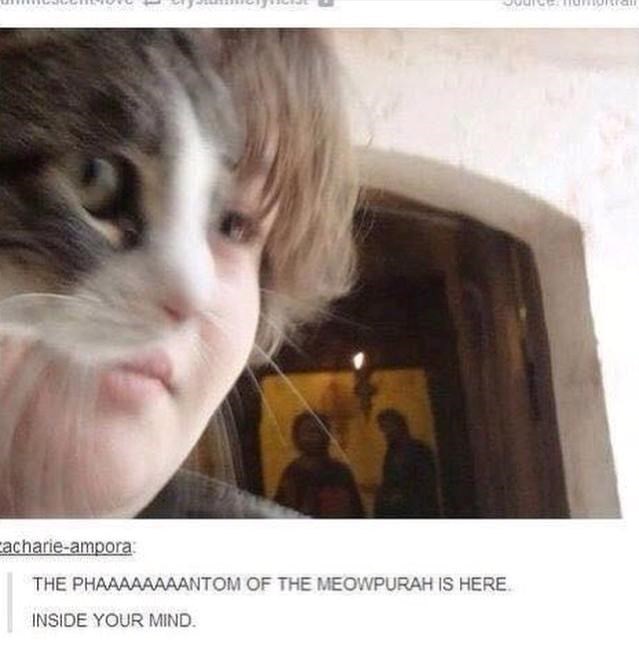 Cacharie-ampora: THE PHAAAAAAAANTOM OF THE MEOWPURAH IS HERE INSIDE YOUR MIND.