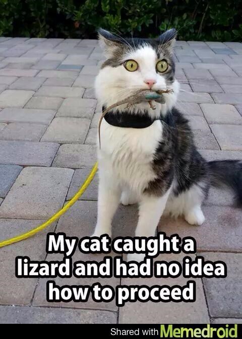 My cat caught a lizard and had no idea how to proceed Shared with Memedroid