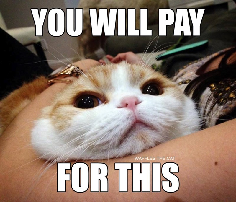 YOU WILL PAY WAFFLES THE CAT FOR THIS