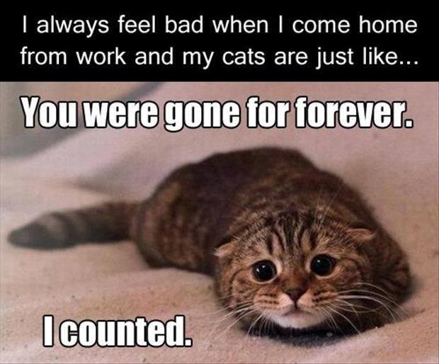 I always feel bad when I come home from work and my cats are just like... You were gone for forever. I counted.