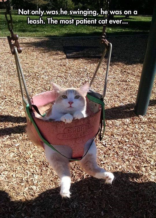 Not only was he swinging, he was on a leash. The most patient cat ever... SPORE SUPPLY GROUP