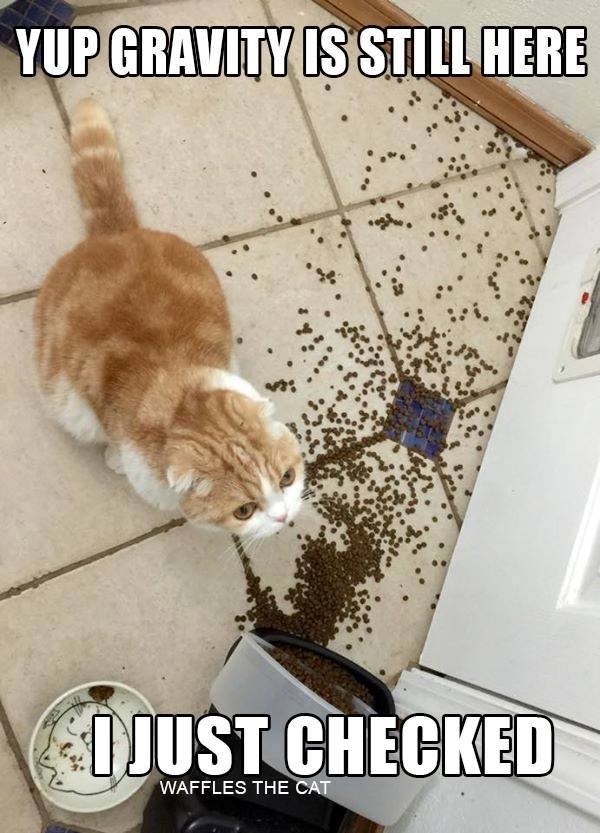 YUP GRAVITY IS STILL HERE I JUST CHECKED WAFFLES THE CAT