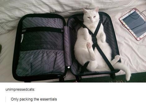unimpressedcats: Only packing the essentials