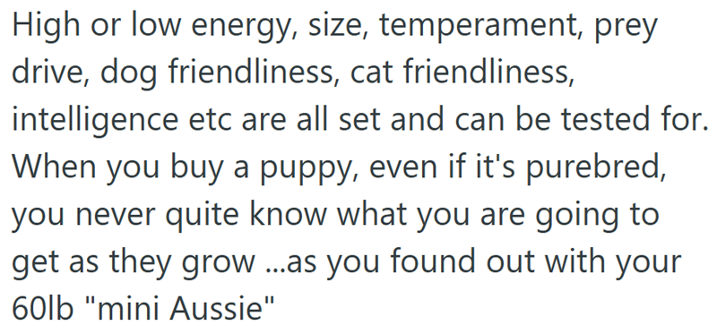 High or low energy, size, temperament, prey drive, dog friendliness, cat friendliness, intelligence etc are all set and can be tested for. When you buy a puppy, even if it's purebred, you never quite know what you are going to get as they grow ...as you found out with your 60lb "mini Aussie"
