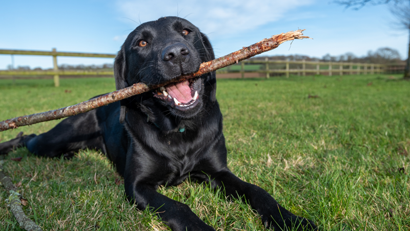 A black Labrador dog lying on the grass, holding a stick in its mouth, looking happy.