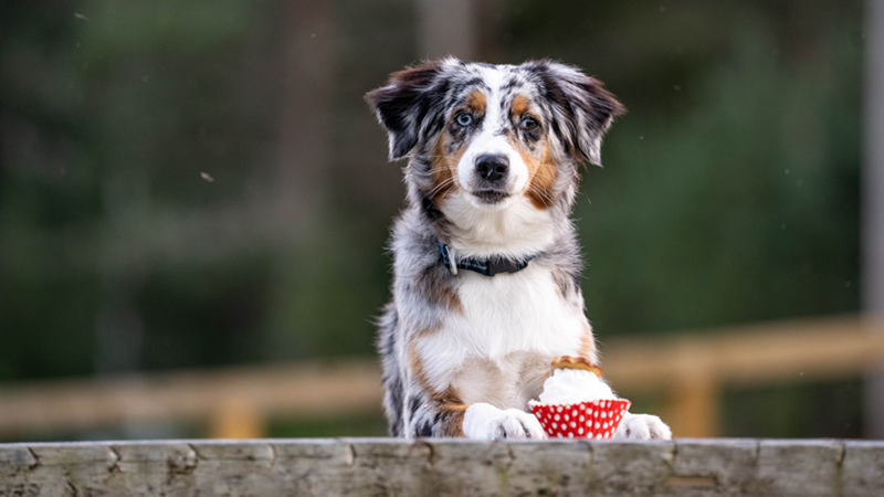 Miniature American Shepherd dog posing for the camera with a small cupcake between her front legs.