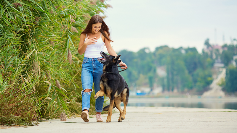 Woman is walking her big dog, which walks close to her side, looking at her.