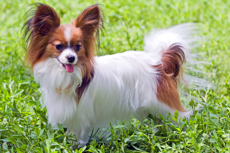 A Papillon dog stands in the grass, looking happy and relaxed.