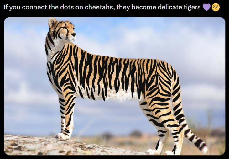 If you connect the dots on cheetahs, they become delicate tigers