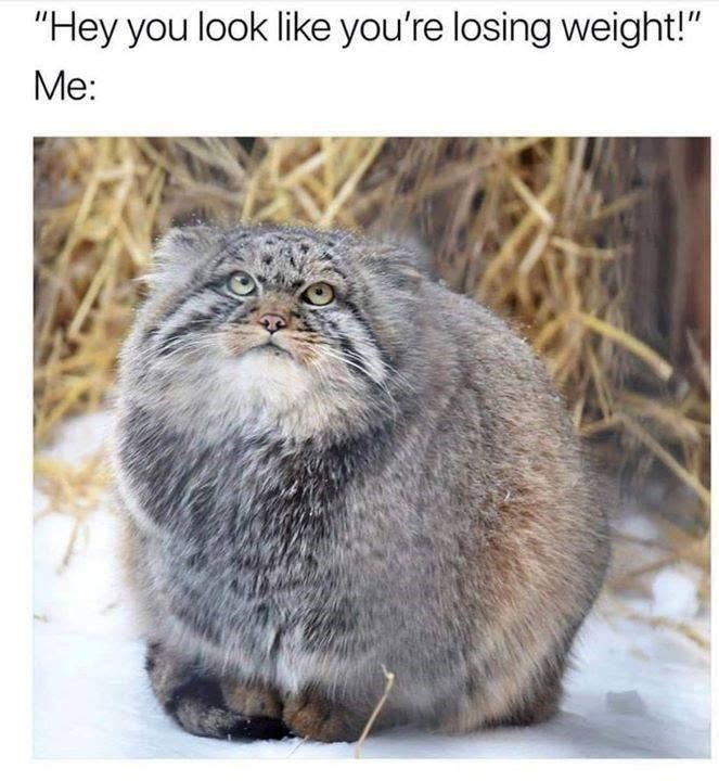"Hey you look like you're losing weight!" Me: