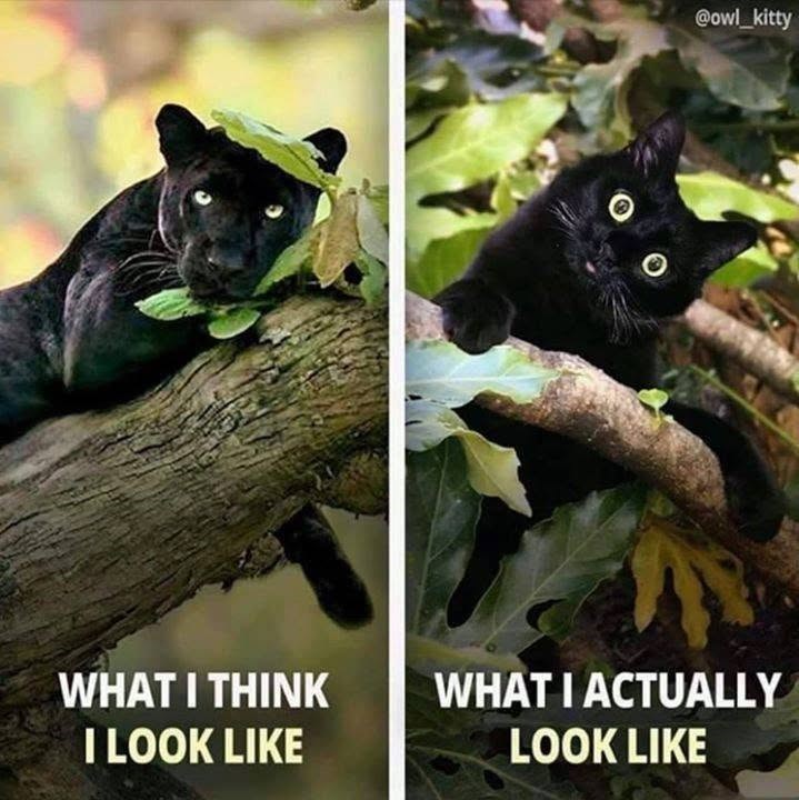 @owl_kitty WHAT I THINK I LOOK LIKE WHAT I ACTUALLY LOOK LIKE