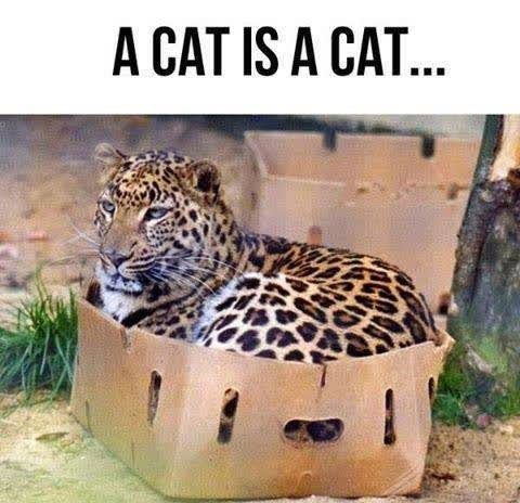 A CAT IS A CAT...