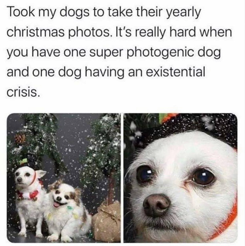 Took my dogs to take their yearly christmas photos. It's really hard when you have one super photogenic dog and one dog having an existential crisis.
