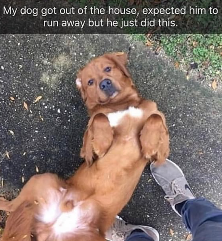 My dog got out of the house, expected him to run away but he just did this.