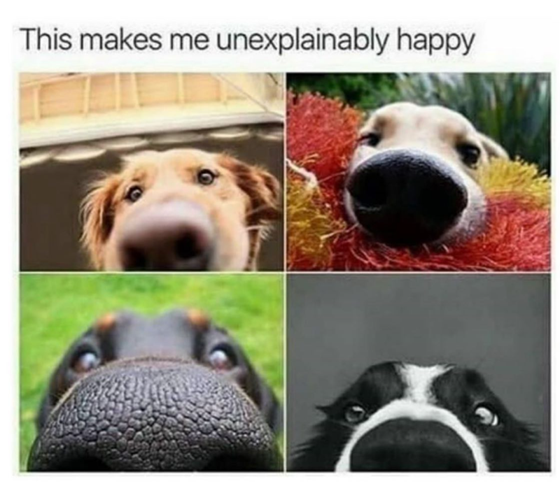 This makes me unexplainably happy