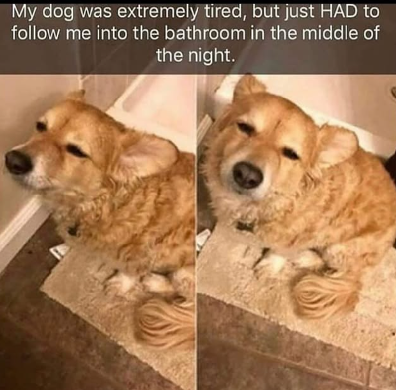 My dog was extremely tired, but just HAD to follow me into the bathroom in the middle of the night.