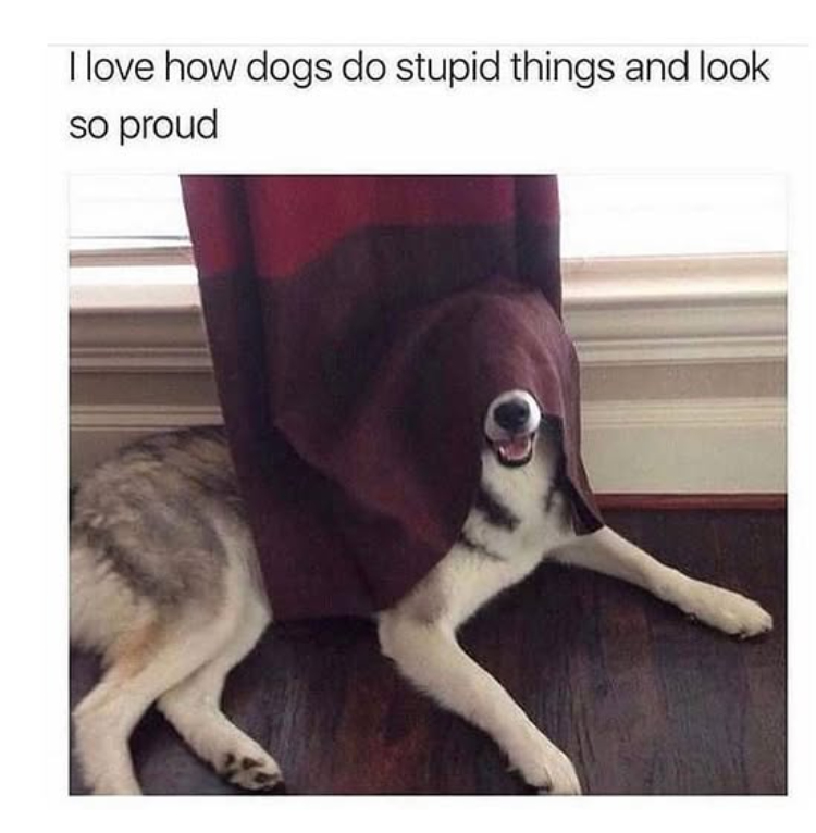 I love how dogs do stupid things and look so proud