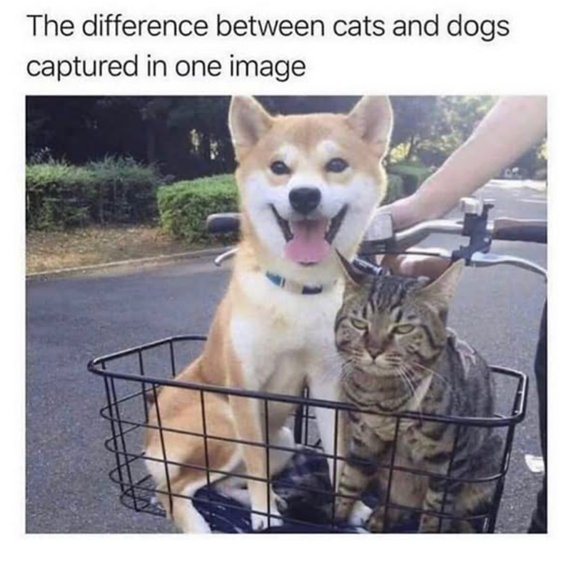 The difference between cats and dogs. captured in one image