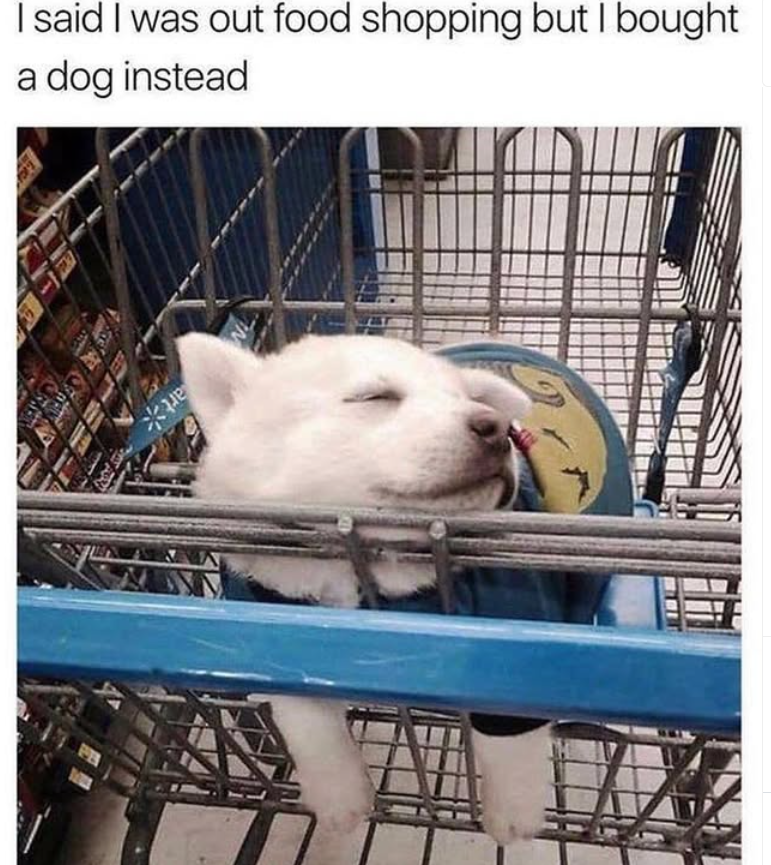 I said I was out food shopping but I bought a dog instead