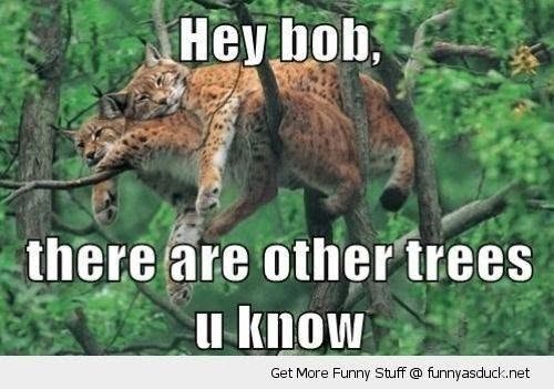 Hey bob, there are other trees u know Get More Funny Stuff @ funnyasduck.net