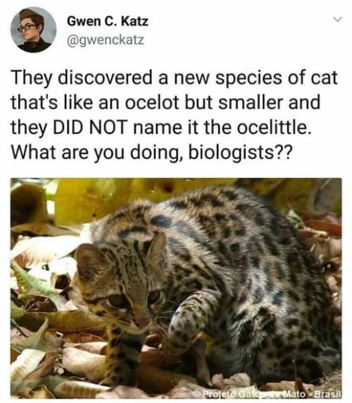 Gwen C. Katz @gwenckatz > They discovered a new species of cat that's like an ocelot but smaller and they DID NOT name it the ocelittle. What are you doing, biologists?? Projeto Gato Mato Brasil