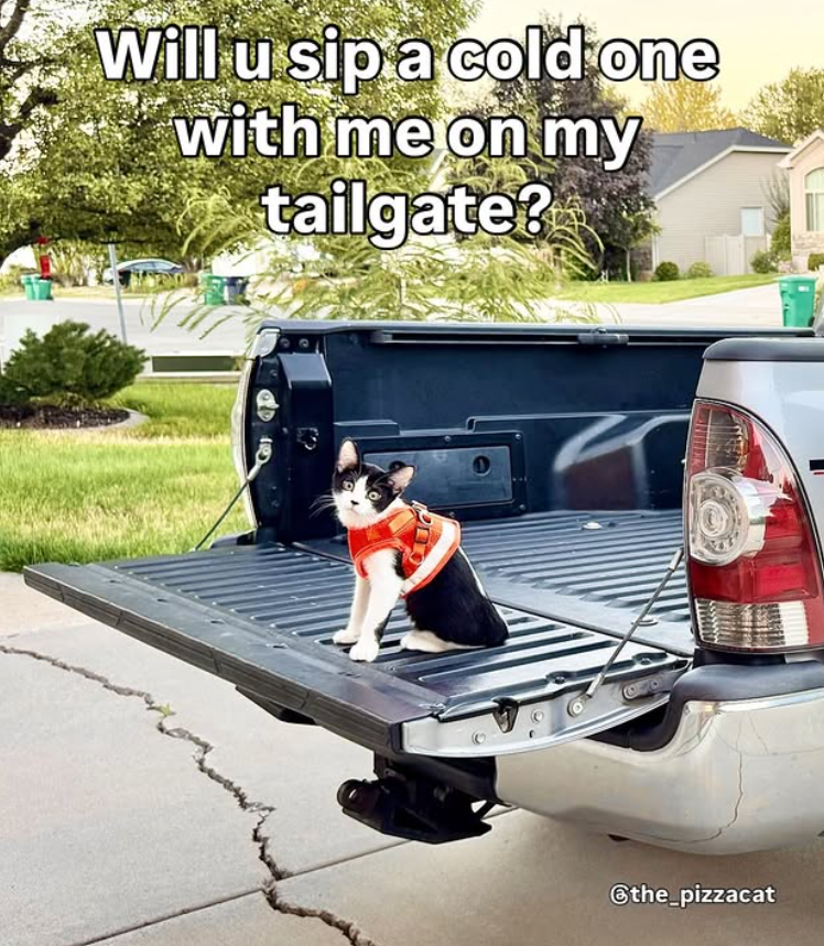 Will u sip a cold one with me on my tailgate? @the_pizzacat