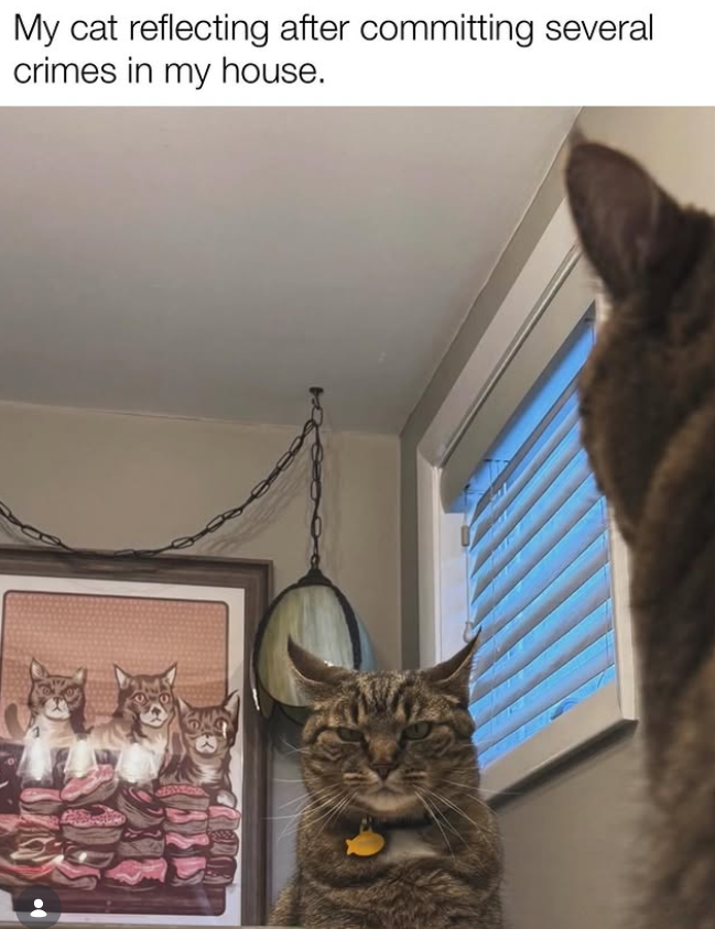 My cat reflecting after committing several crimes in my house.