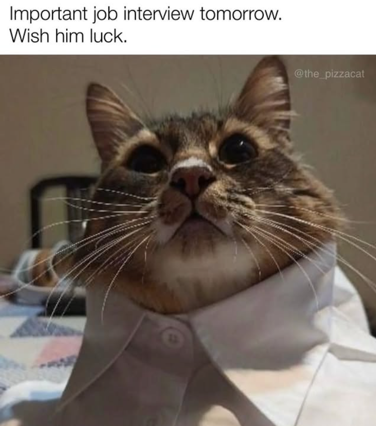 Important job interview tomorrow. Wish him luck. 12 @the_pizzacat