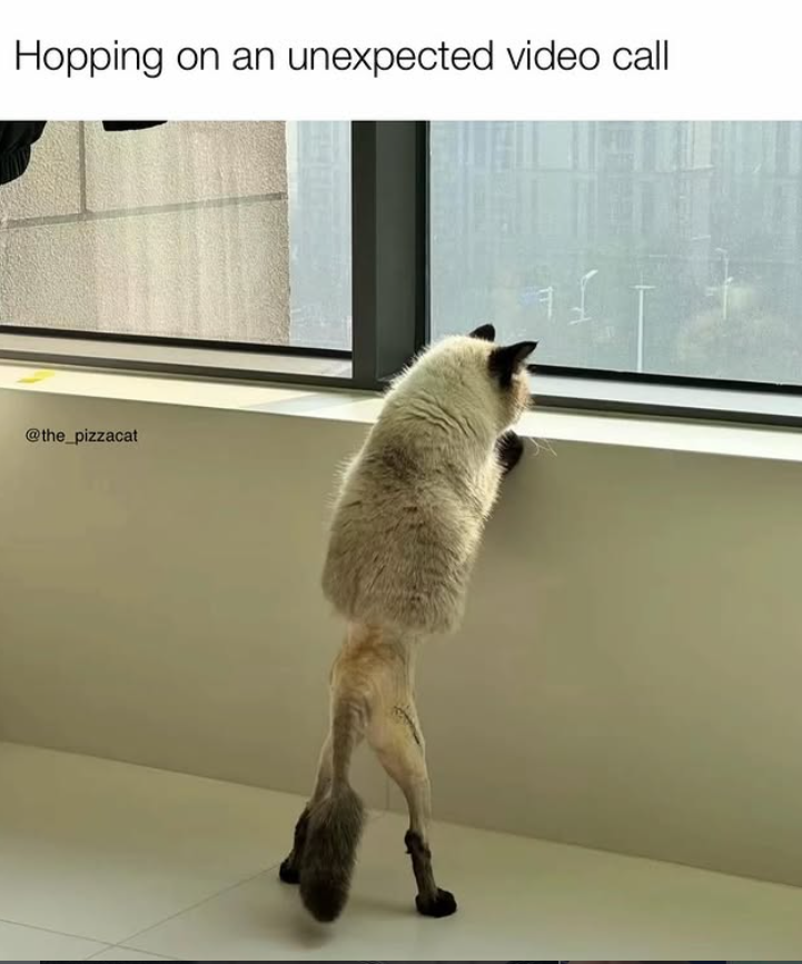 Hopping on an unexpected video call @the_pizzacat