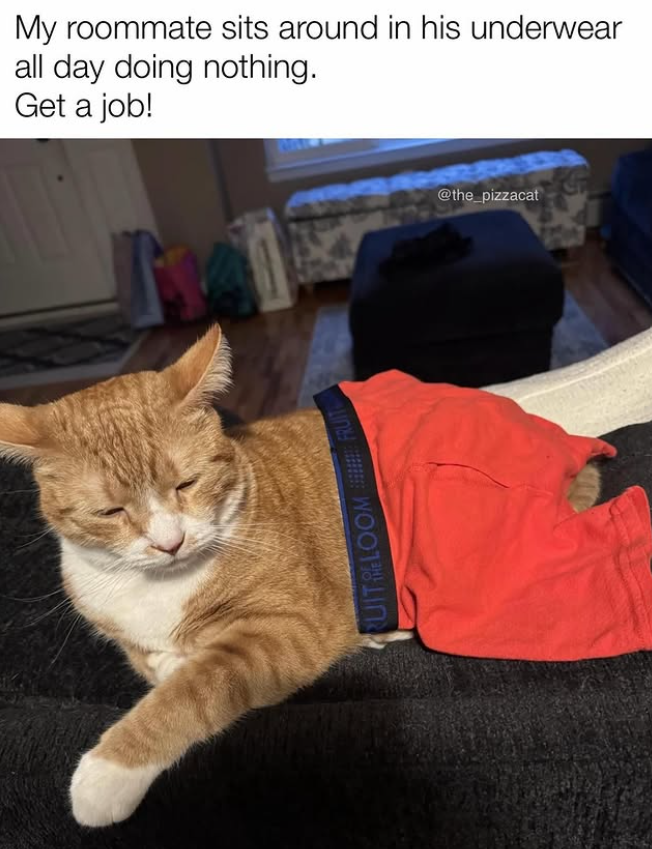 My roommate sits around in his underwear all day doing nothing. Get a job! RUIT LOOMFRUIT @the_pizzacat