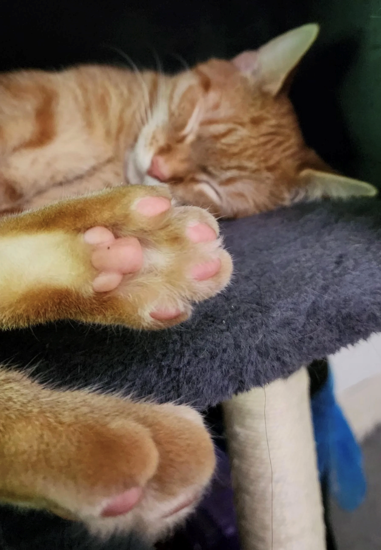 Cheezburger Image 10663534080