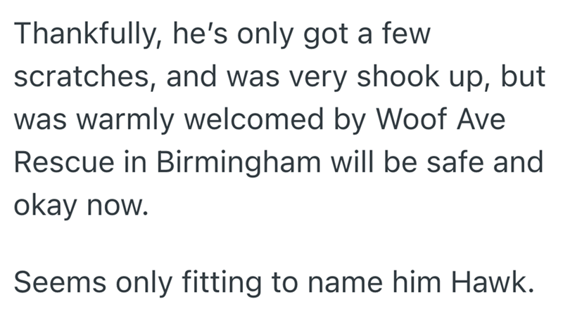 Thankfully, he's only got a few scratches, and was very shook up, but was warmly welcomed by Woof Ave Rescue in Birmingham will be safe and okay now. Seems only fitting to name him Hawk.