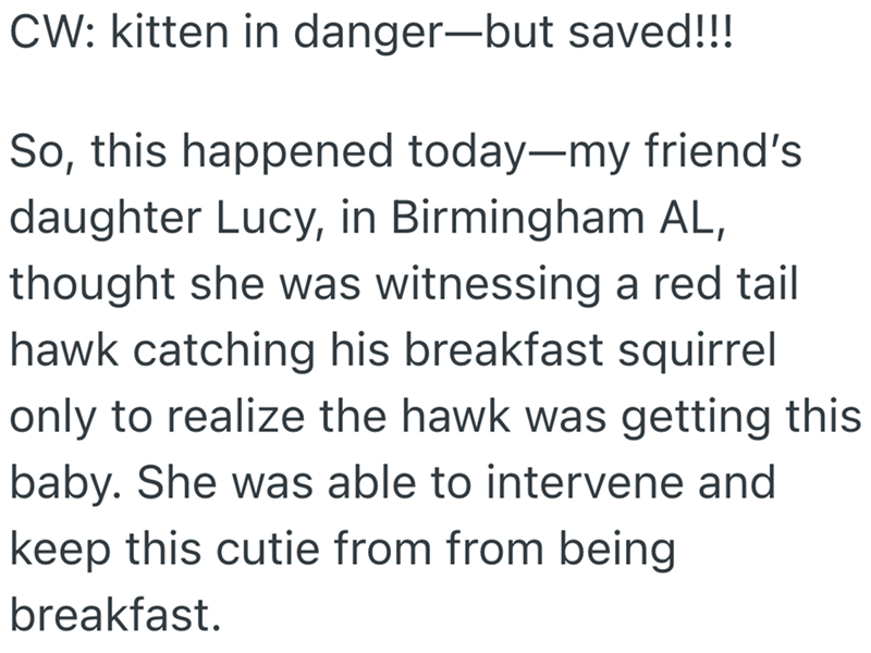 CW: kitten in danger-but saved!!! So, this happened today—my friend's daughter Lucy, in Birmingham AL, thought she was witnessing a red tail hawk catching his breakfast squirrel only to realize the hawk was getting this baby. She was able to intervene and keep this cutie from from being breakfast.