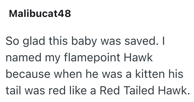 Malibucat48 So glad this baby was saved. I named my flamepoint Hawk because when he was a kitten his tail was red like a Red Tailed Hawk.