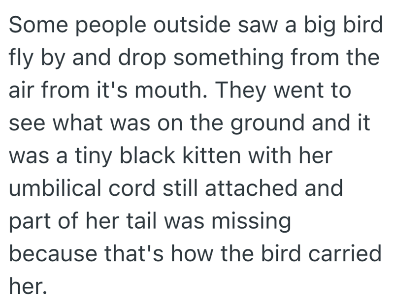 Some people outside saw a big bird fly by and drop something from the air from it's mouth. They went to see what was on the ground and it was a tiny black kitten with her umbilical cord still attached and part of her tail was missing because that's how the bird carried her.