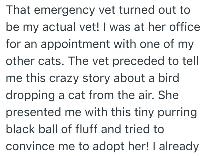 That emergency vet turned out to be my actual vet! I was at her office for an appointment with one of my other cats. The vet preceded to tell me this crazy story about a bird dropping a cat from the air. She presented me with this tiny purring black ball of fluff and tried to convince me to adopt her! I already