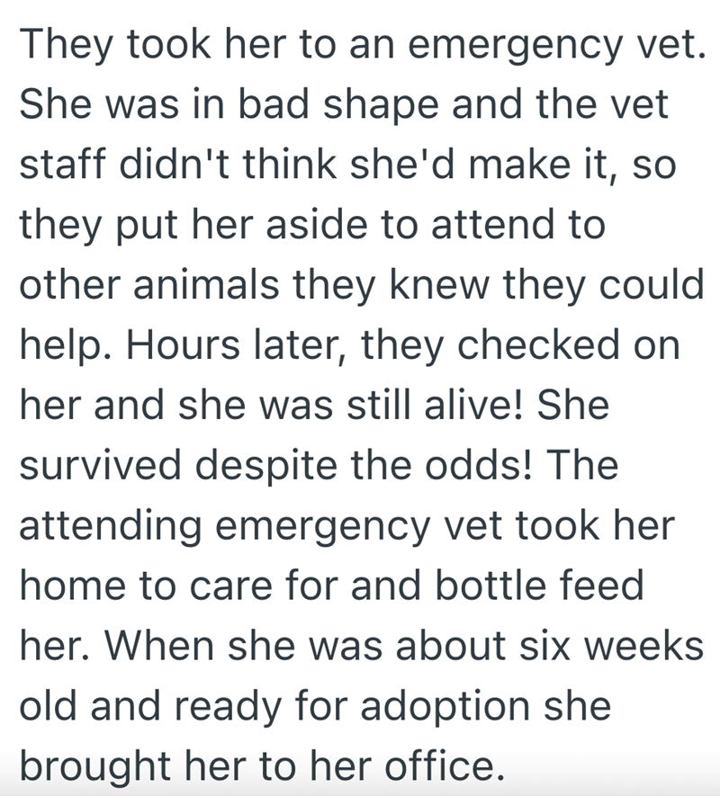 They took her to an emergency vet. She was in bad shape and the vet staff didn't think she'd make it, so they put her aside to attend to other animals they knew they could help. Hours later, they checked on her and she was still alive! She survived despite the odds! The attending emergency vet took her home to care for and bottle feed her. When she was about six weeks old and ready for adoption she brought her to her office.