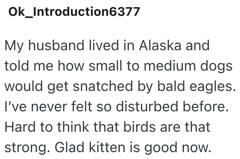 Ok_Introduction6377 My husband lived in Alaska and told me how small to medium dogs would get snatched by bald eagles. I've never felt so disturbed before. Hard to think that birds are that strong. Glad kitten is good now.