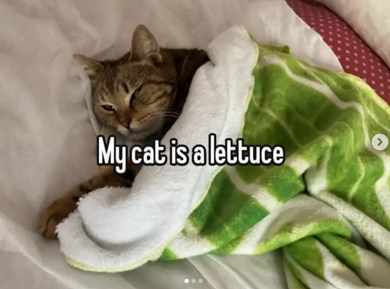 My cat is alettuce >