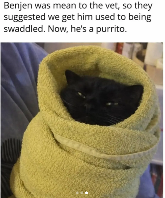 Benjen was mean to the vet, so they suggested we get him used to being swaddled. Now, he's a purrito.