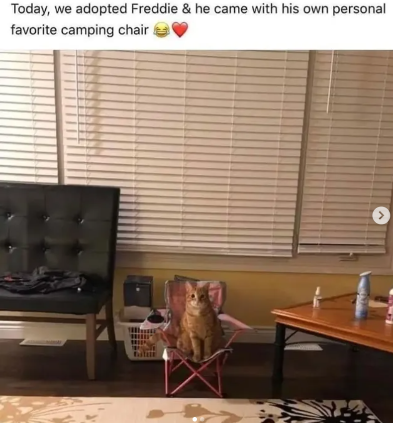 Today, we adopted Freddie & he came with his own personal favorite camping chair >