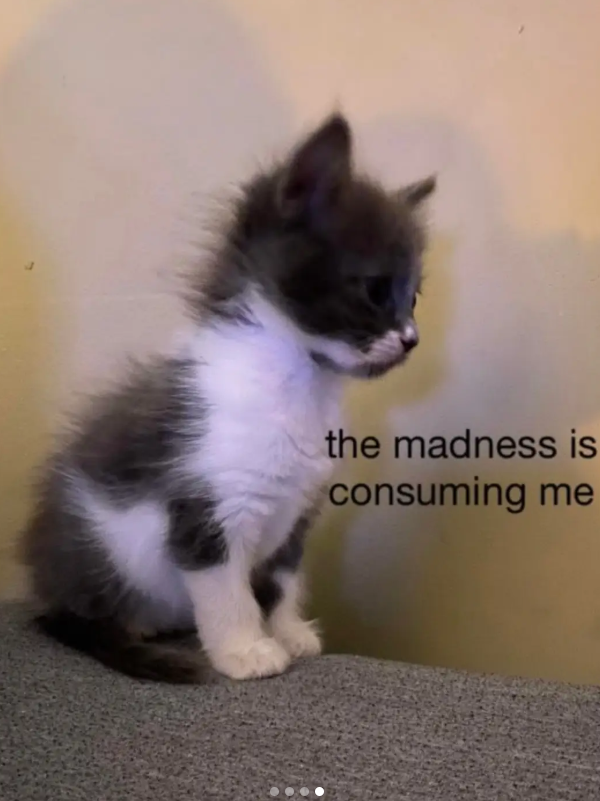 the madness is consuming me