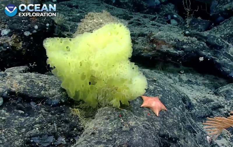 NORA OCEAN EXPLORATION