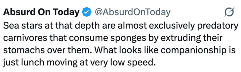 Absurd On Today @AbsurdOnToday Sea stars at that depth are almost exclusively predatory carnivores that consume sponges by extruding their stomachs over them. What looks like companionship is just lunch moving at very low speed.