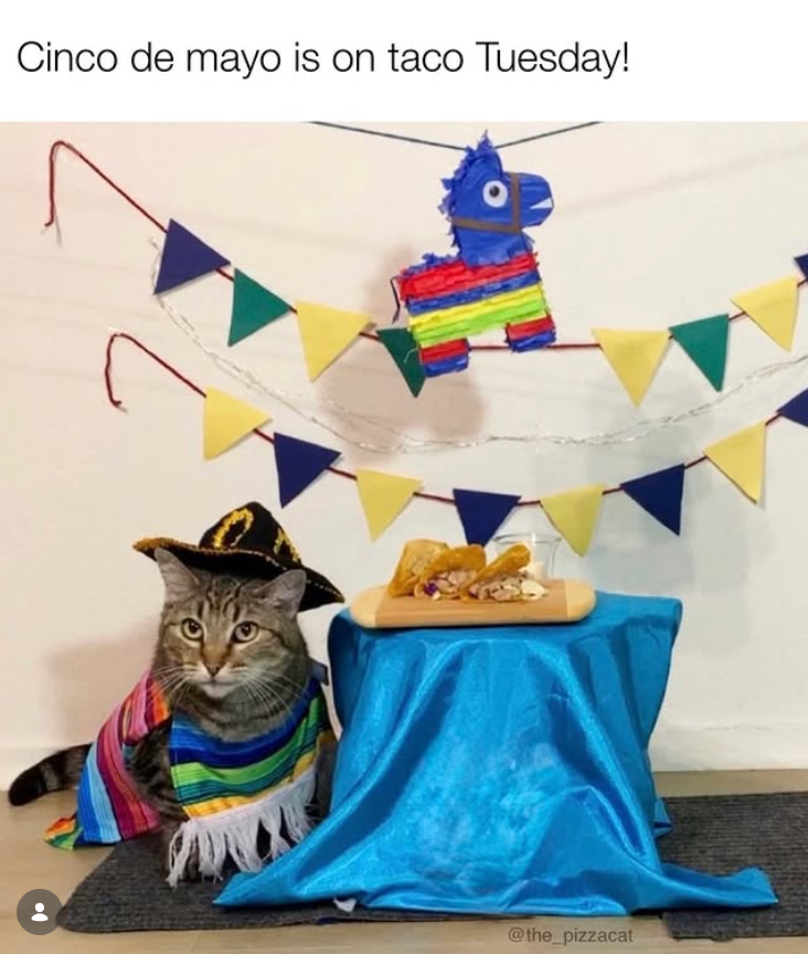 Cinco de mayo is on taco Tuesday! @the_pizzacat