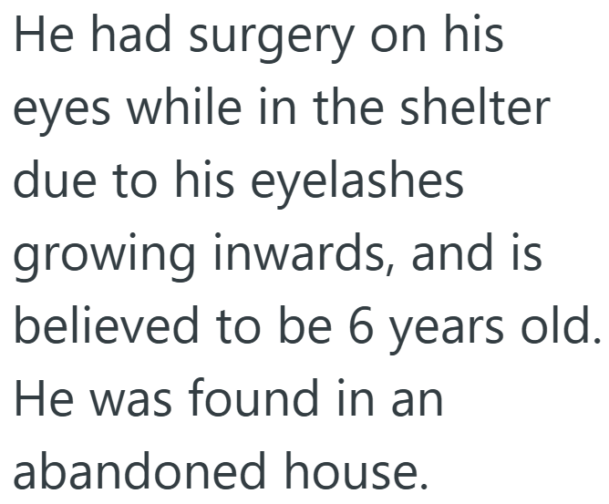 He had surgery on his eyes while in the shelter due to his eyelashes growing inwards, and is believed to be 6 years old. He was found in an abandoned house.