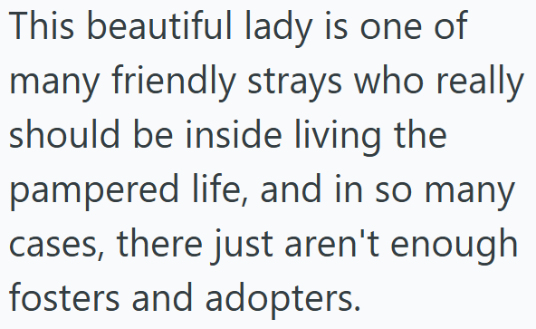 This beautiful lady is one of many friendly strays who really should be inside living the pampered life, and in so many cases, there just aren't enough fosters and adopters.