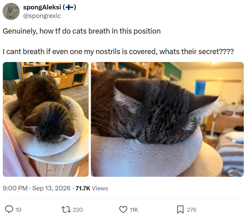spongAleksi (+) @spongrexic Genuinely, how tf do cats breath in this position I cant breath if even one my nostrils is covered, whats their secret???? 9:00 PM - Sep 13, 2026 - 71.7K Views 19 17220 11K 276
